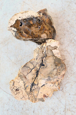 Burro Creek Agate 2 Pieces for Cab Cutting Rough or Specimens