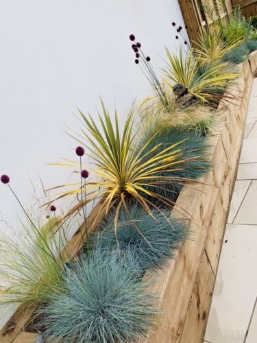 Cordyline australis (Torbay Dazzler) cabbage palm 3L Pot XXL Plants to your door - Picture 5 of 12