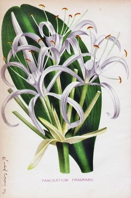 Hymenocallis America flowers botany botany lithograph L'Horticulture Belge
