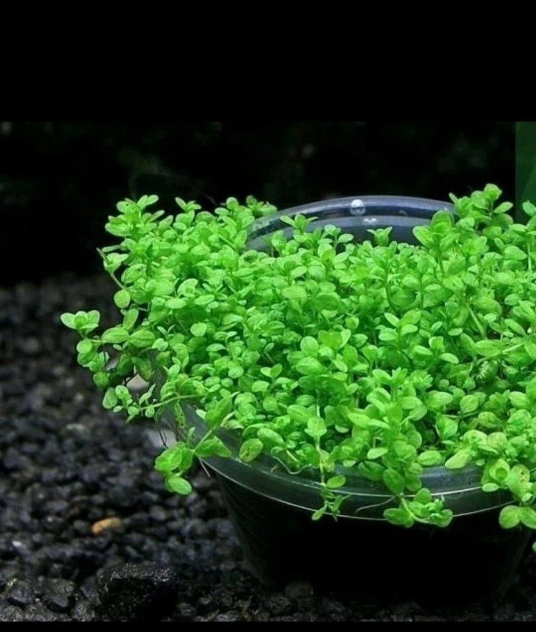 Semi Prato Acquario CONSEGNA VELOCE pratino varietà Hemianthus Callitrichoides