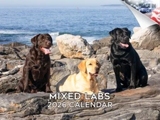 Labrador - Mixed Dog Breed Calendar 2026 12x18 Made in USA