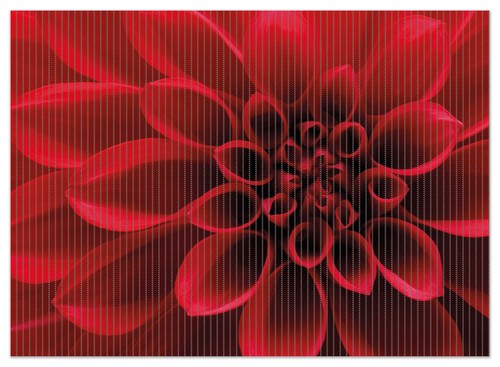 Wallario Duschmatte Bad Teppich Vorleger Rote Dahlienblüte Nahaufnahme blume - Bild 8 von 10