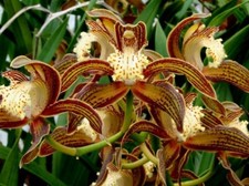Cymbidium tracyanum 2 Growth division 65 
