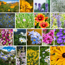 Rocky Mountain Wildflower Seeds Mix - 1 Lb Seed Pouch - 22 Wild Flower Seed Vari 58.99 per gallon