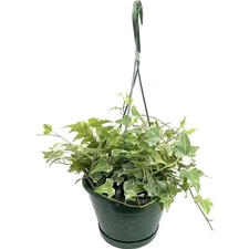 Variegated English Ivy Hanging Basket-Live Plant in an 8 In. Pot-Hedera Helix-Ai