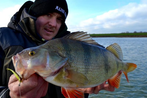 Major Fish Barsch Tactical Box 35- teilig Gummifische Hardbaits Set - Picture 5 of 5