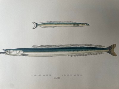 Alte Fischtapete Feines 19. Jahrhundert Lesser Launce, Larger Launce Naturdruck