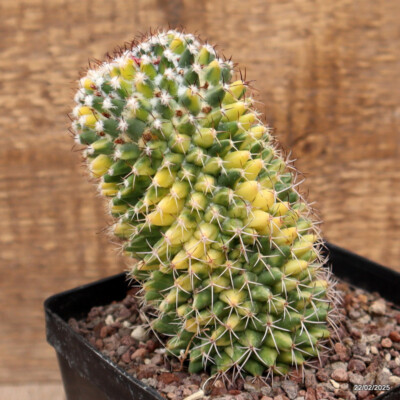 A2381 MAMMILLARIA POLYTHELE VARIEGATED pot12-H13-W7 cm MaMa Cactus | eBay