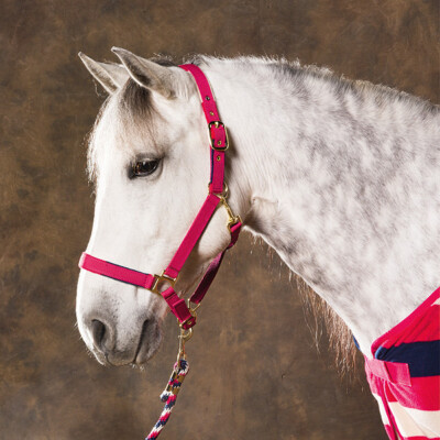 EQUI-THEME ''Stripe'' Halfter