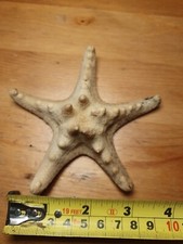 Natural Dried Knobbly Rhino Starfish