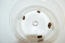 Reptile Feeder Bugs: 75 - 1000 Small Dubia Roaches