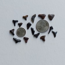 Shark teeth, lot of 15, better quality, from Florida beaches     # 6