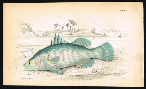 River Nile Perch – 1835 Hand-Colored Antique Engraving by Jardine