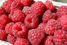 40+ Red Raspberry seeds, Non GMO, USA SELLER, Fast Shipping.