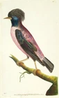 1789, SHAW & NODDER ORIGINAL ANTIQUE WATERCOLOURS ROSE COLOURED OUZEL VZ6