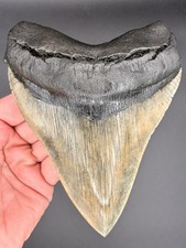 Megalodon Shark Tooth 6.08 Serrated Fossil Shark Teeth