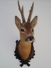 Rehbock, Jagdtrophäe, Trägerpräparat mit Echtholzschild 