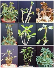DORSTENIA VARIETY MIX, exotic rare pachycaul cactus caudex bonsai seed 100 SEEDS