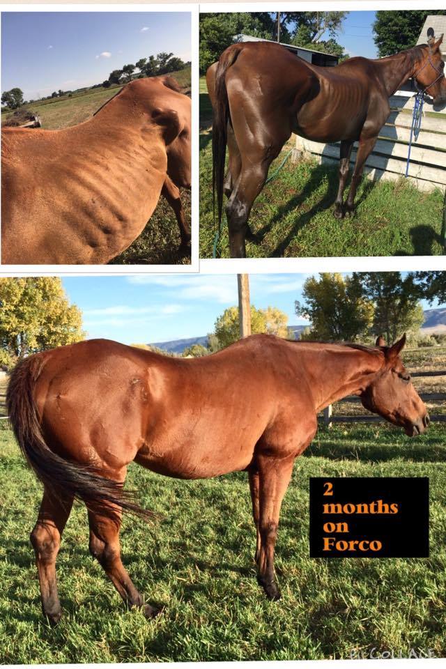 FORCO PELLETS equine, dog, cat digestive supplement/fortifier 25lb