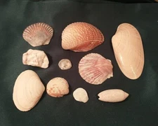 Lot of 10 Natural Shells Various Colors Crafts Decor 1"-5" LARGE