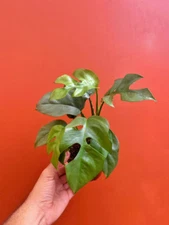 MONSTERA GINNY in 4" Pot | Mini Split Leaf | Live  HousePlant | Tetrasperma