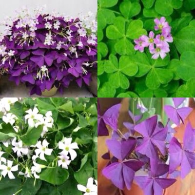 15 Oxalis Bulbs Purple Triangularis Green Shamrock Pink sorrel Easy Grow Plants