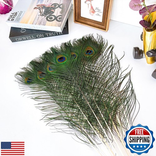 Piokio 30 pcs Natural Peacock Feathers in Bulk 19-23inch(50-60 cm) Bulk for D - Picture 3 of 5