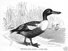 L&Ouml;FFELENTE   Spatula clypeata  ENTENV&Ouml;GEL Holzstich von 1891 Vogel