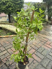 Euonymus Fortunei Emerald n Gold Spindle Evergreen Shrub,100cm tall in 2 L pot.