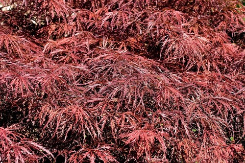 10 Red Dwarf Japanese LACELEAF MAPLE Tree Acer Palmatum Atropurpureum Seeds - Picture 3 of 9