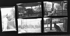 5 Vintage B&W Negatives Circus Zoo Animal Acts Elephant Show Tiger Lion  P5N