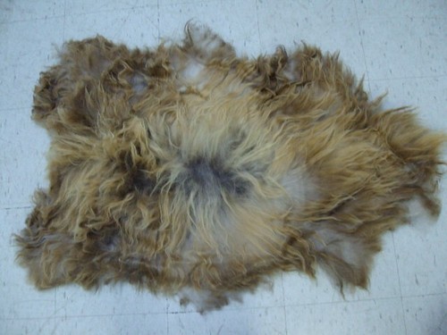 BEAUTIFUL ICELANDIC SHEEP LAMB FUR SKIN PELT HIDE RUG - Picture 11 of 13