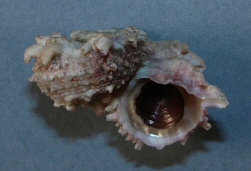 1970s Collectable Rocks, Fossils & Minerals