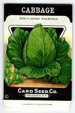 Early Jersey Cabbage 1920's Card Seed Co Packet EMPTY Vintage Fredonia New York