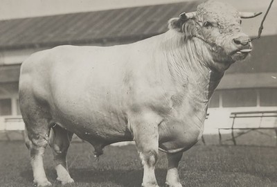 1925 Press Photo Shorthorn Bull Champion Whitecup Livestock Show Portland Fair
