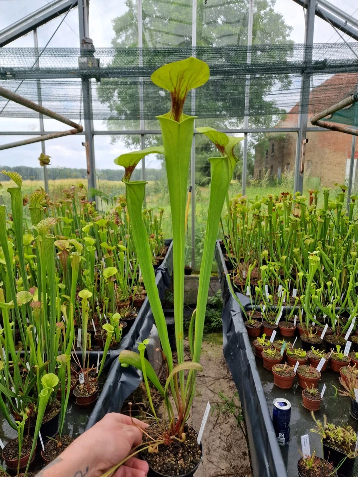 Sarracenia flava × Sarracenia ornata,fleischfressende Pflanzen,  - Bild 1 von 1