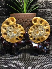 2.51LB A pair of Natural ammonite fossil conch Crystal specimen healing+stand