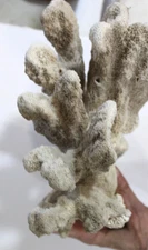 Large Genuine Natural White CORAL SPECIMEN Catspaw 9" x 8.25" x 5" Cauliflower