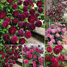 200pcs/pack Rose Seeds Easy Care Flower Seeds For Balcony Pot Plant Decor