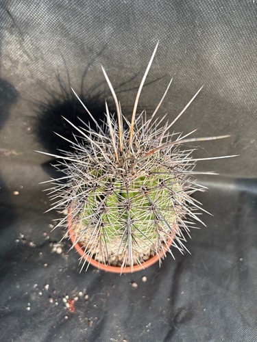 CARNEGIEA GIGANTEA - VIVAIO IL GIARDINO DI MAYA- CACTUS 732 - Foto 14 di 20