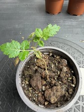 Rare Boswellia sacra Frankincense Tree UK Grown Exotic Bonsai Style Desert Plant