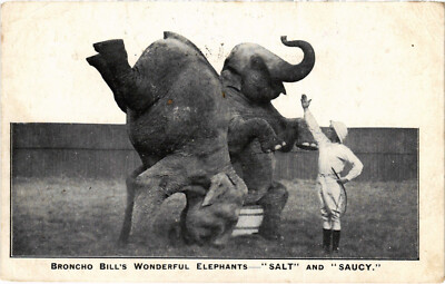 PC CIRCUS, BRONCHO BILL'S WONDERFUL ELEPHANTS, Vintage Postcard (b59008)