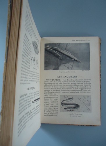 Zoologie Botanique - Classe de Sixième - E. Brucker - Larousse-597 gravures-1927 - Picture 9 of 14