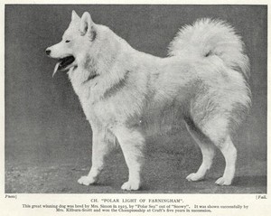 Samoyed "Polar" - 1934 Vintage Dog Art "Photo" Print - CUSTOM MATTED