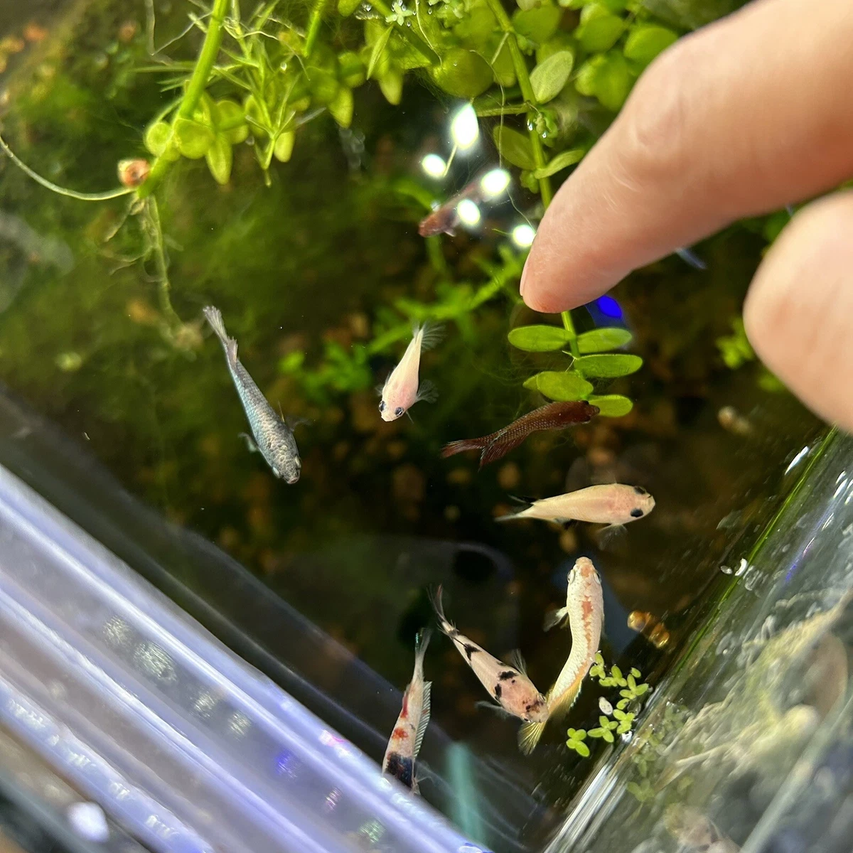 Baby Betta Fish