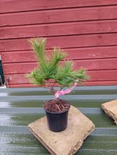 Pinus strobus Rheinhaus - grafted  in 14cm pot bonsai subject Weymouth Pine