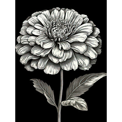 Zinnie Blume Blüte schwarz-weiß Illustration riesiger Kunstdruck Bild 18 x 24 Zoll
