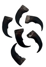 6 PC- 2 INCH SYNTHETIC GRIZZLY BEAR CLAW brown bears resin animal claws 011