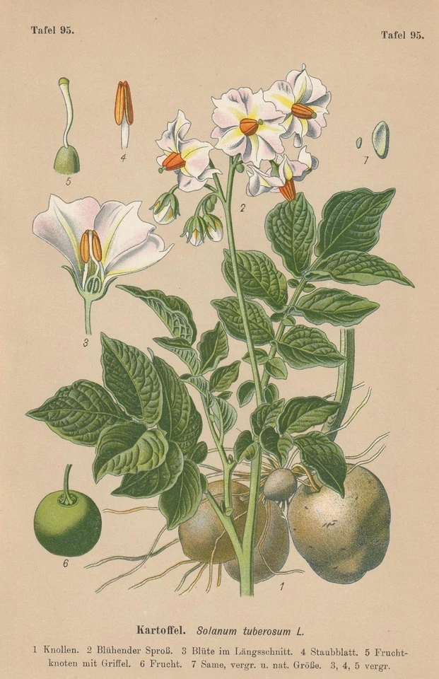 Kartoffel (Solanum tuberosum) CHROMO-LITHOGRAFIE von 1910 Giftpflanzen