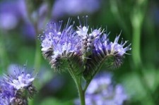 1000 GRAINES DE PHACELIE Bio